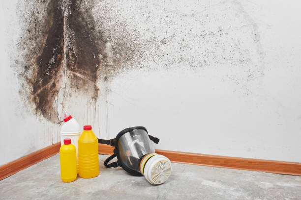 Best Emergency Mold Remediation in Nicoma Park, OK