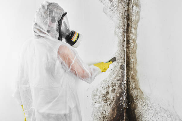 Best Residential Mold Remediation in Nicoma Park, OK