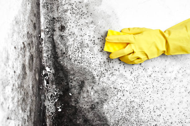 Best Mold Testing and Inspection Services in Nicoma Park, OK