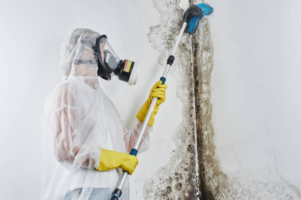 Best Basement Mold Remediation in Nicoma Park, OK