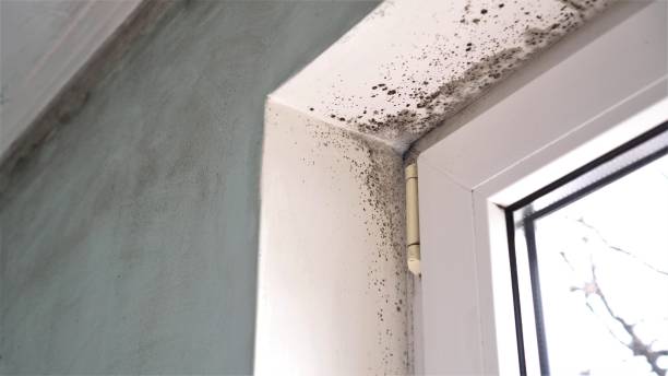 Best Basement Mold Remediation in Nicoma Park, OK