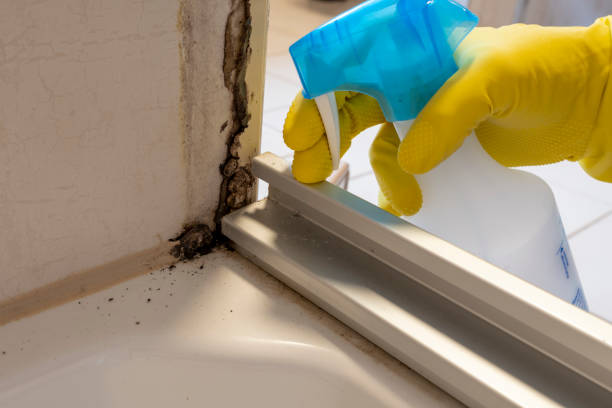 Best Insurance-Related Mold Remediation in Nicoma Park, OK