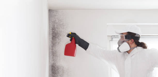 Best White Mold Remediation in Nicoma Park, OK