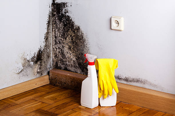  Nicoma Park, OK Mold Removal Pros